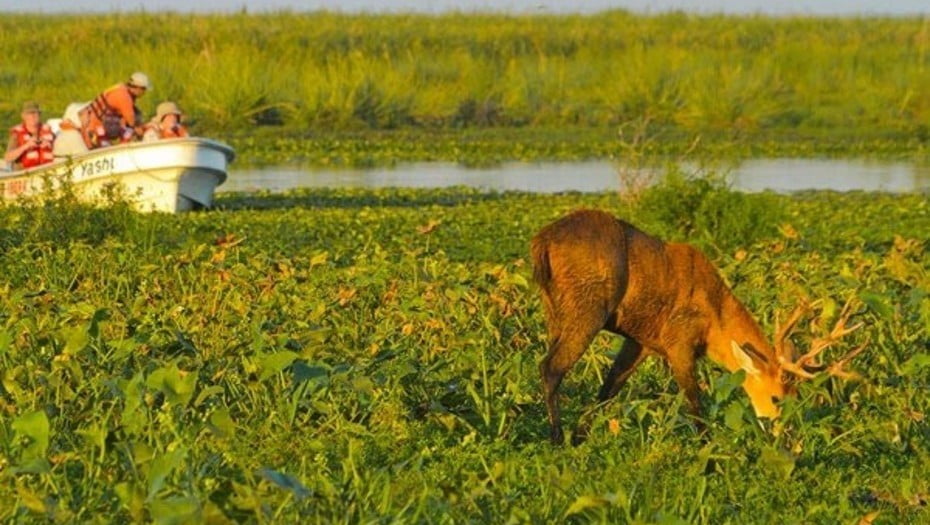 paquete a esteros del ibera