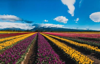 campo de tulipanes con sumaj travel